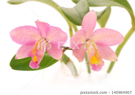 Cattleya orchid, a mix of pink and yellow flowers, against a bright background. Cattleya orchid, a mix of pink and yellow flowers, against a bright background. 140964907