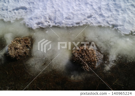 小清水野花園中耐冰雪的植物 小清水野花園中耐冰雪的植物 140965224