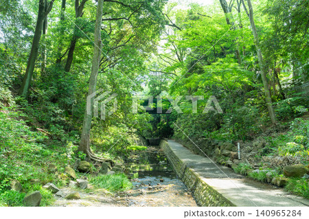 Todoroki Valley, where the fresh greenery is beautiful. Todoroki Valley, where the fresh greenery is beautiful. 140965284