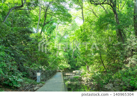 Todoroki Valley, where the fresh greenery is beautiful. Todoroki Valley, where the fresh greenery is beautiful. 140965304