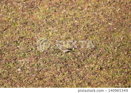A water pipit foraging in a rice paddy. A water pipit foraging in a rice paddy. 140965349