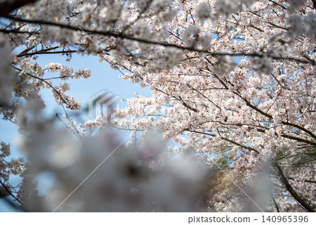 盛開的染井吉野櫻花樹,日本櫻花 盛開的染井吉野櫻花樹,日本櫻花 140965396