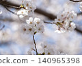 Somei-Yoshino cherry blossoms in full bloom, Japanese cherry blossoms 140965398