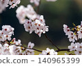 Somei-Yoshino cherry blossoms in full bloom, Japanese cherry blossoms 140965399