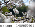 Somei-Yoshino cherry blossoms in full bloom, Japanese cherry blossoms 140965401