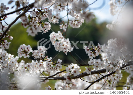 Somei-Yoshino cherry blossoms in full bloom, Japanese cherry blossoms Somei-Yoshino cherry blossoms in full bloom, Japanese cherry blossoms 140965401