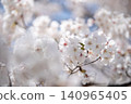 Somei-Yoshino cherry blossoms in full bloom, Japanese cherry blossoms 140965405