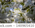 Blue sky and Chihara cherry blossoms in full bloom 140965410