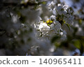 Blue sky and Chihara cherry blossoms in full bloom 140965411