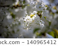 Blue sky and Chihara cherry blossoms in full bloom 140965412