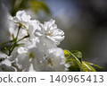 Blue sky and Chihara cherry blossoms in full bloom 140965413
