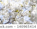 Blue sky and Chihara cherry blossoms in full bloom 140965414