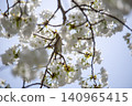 Blue sky and Chihara cherry blossoms in full bloom 140965415