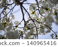 Blue sky and Chihara cherry blossoms in full bloom 140965416