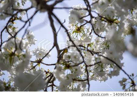 Blue sky and Chihara cherry blossoms in full bloom Blue sky and Chihara cherry blossoms in full bloom 140965416