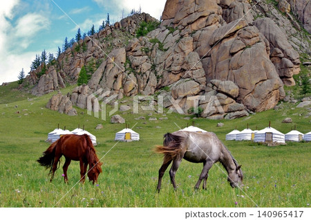Mongolia, Terelj National Park: Przewalski's horses can be seen very close to the ger (traditional Mongolian tent). Mongolia, Terelj National Park: Przewalski's horses can be seen very close to the ger (traditional Mongolian tent). 140965417