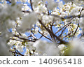 Blue sky and Chihara cherry blossoms in full bloom 140965418