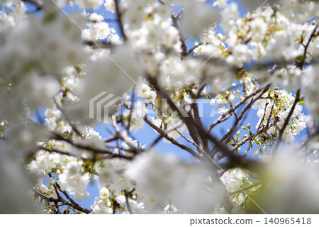 Blue sky and Chihara cherry blossoms in full bloom 140965418