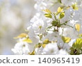 Blue sky and Chihara cherry blossoms in full bloom 140965419