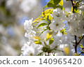 Blue sky and Chihara cherry blossoms in full bloom 140965420