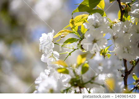 Blue sky and Chihara cherry blossoms in full bloom Blue sky and Chihara cherry blossoms in full bloom 140965420