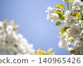 Blue sky and Chihara cherry blossoms in full bloom 140965426