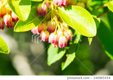 Enkianthus perulatus in bloom at Shirakaba Ranch in Maebashi City, Gunma Prefecture Enkianthus perulatus in bloom at Shirakaba Ranch in Maebashi City, Gunma Prefecture 140965434