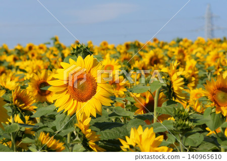Sunflower shining in the blue sky Sunflower shining in the blue sky 140965610