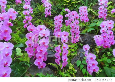 Phalaenopsis orchid Phalaenopsis orchid 140965728