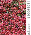 A hedge of red robins with overlapping red and green leaves. 140965954
