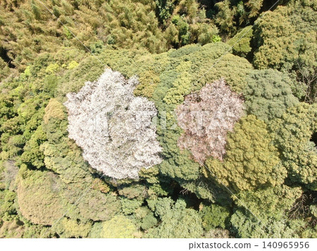 Spring-colored forest Spring-colored forest 140965956