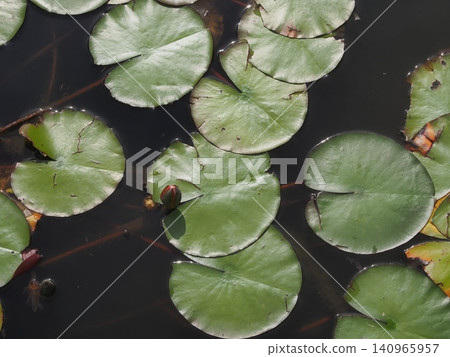 Water lilies floating on the water Water lilies floating on the water 140965957