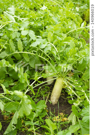 A scene of lush green radish leaves and white root vegetables growing in a field. A scene of lush green radish leaves and white root vegetables growing in a field. 140966019