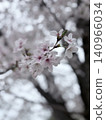 Sakura taking spring sunlight 140966034