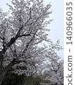 Cherry blossoms in full bloom shining in the blue sky 140966035