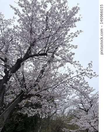 Cherry blossoms in full bloom shining in the blue sky Cherry blossoms in full bloom shining in the blue sky 140966035