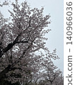 Pink cherry blossoms against the blue sky 140966036