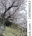 Under the cherry blossoms in full bloom 140966043