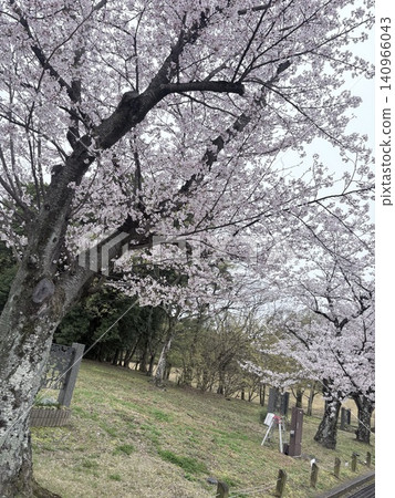 Under the cherry blossoms in full bloom Under the cherry blossoms in full bloom 140966043