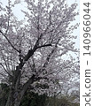 Cherry blossoms in full bloom stand out against the clear blue sky. 140966044