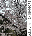 I look up at the cherry tree 140966076