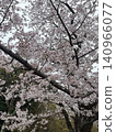 Somei Yoshino cherry trees in full bloom at Fukuzoin Temple 140966077