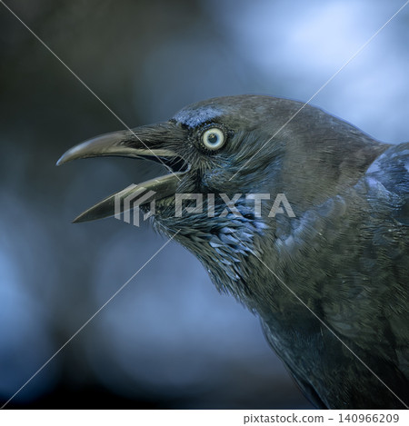 Torresian Crow Torresian Crow 140966209