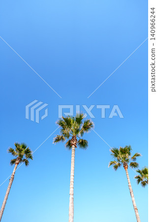 Palm trees shining in the blue sky Palm trees shining in the blue sky 140966244