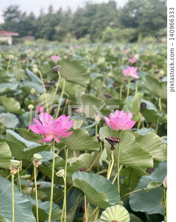 夏日清晨，蓮花簇擁盛開。 140966333