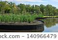 公園池塘邊，鳶尾花或日本鳶尾花競相盛開。 140966479