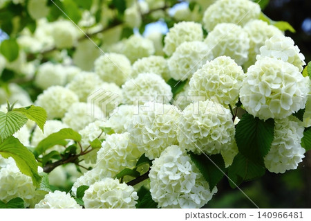 白五寺的莢蓮屬植物 白五寺的莢蓮屬植物 140966481