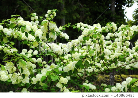 白五寺的莢蓮屬植物 140966485