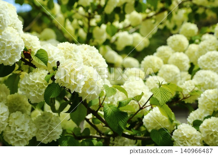 白五寺的莢蓮屬植物 白五寺的莢蓮屬植物 140966487