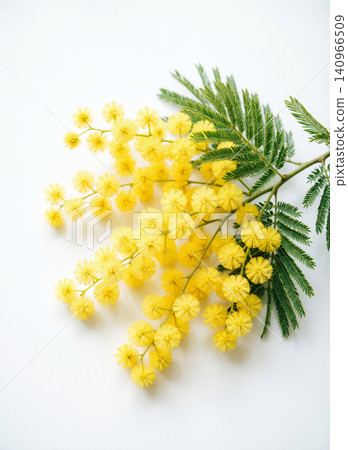 Fresh Yellow Mimosa Flowers Bouquet on White Background - Spring Flowers Flat Lay Fresh Yellow Mimosa Flowers Bouquet on White Background - Spring Flowers Flat Lay 140966509